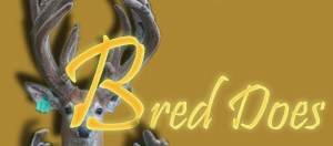 Bred Does and Fawns
